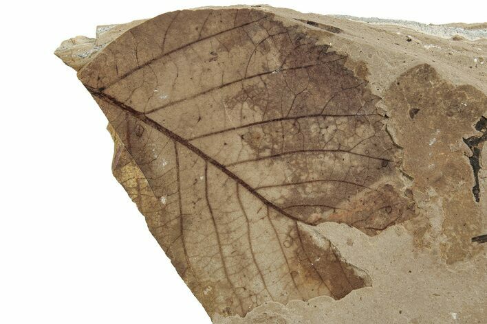 Fossil Leaf (Alnus) - McAbee, BC #226121